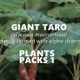 GIANT TARO (Alocasia Macrorrhiza) Looped plants - VideoHive Item for Sale