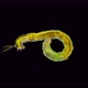 Insect Larva Chironomidae Under the Microscope, Distributed at the Bottom of Ponds, Are Indicators - VideoHive Item for Sale