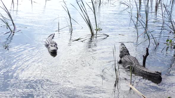 Large Alligators Growling