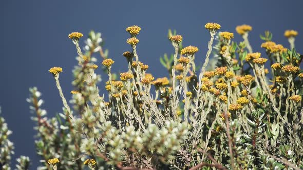 Yellow wild flowers bloomed in the savannah, Kenya, slightly moving in the wind