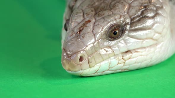 Blue-tongued Lizard Showing His Blue Tongue at Green Background Screen. Extreme Macro Shot, Close Up