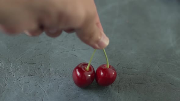 Male Hand Puts Two Ripe Large Cherries Hanging on Stalk on Gray Background