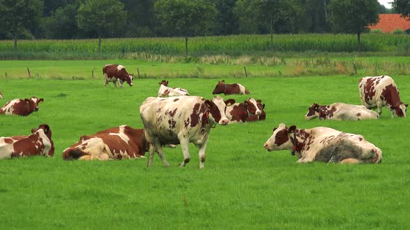 A Herd of Cows Grazes in a Pasture in a Rural Area, an Enclosure, a Forest and a Red Rooftop