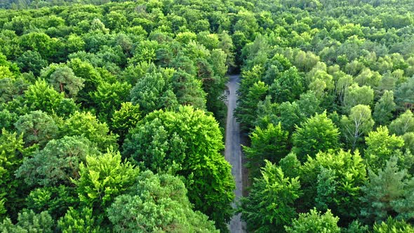 Aerial view of green forest. Summer rainforest in Poland