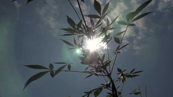 Cannabis blooming flower backlight blue sky and clouds