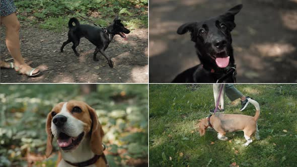 Collage Multicam Multi Camera Girl Walking Dog in City Park Enjoying Nature and Looking Around