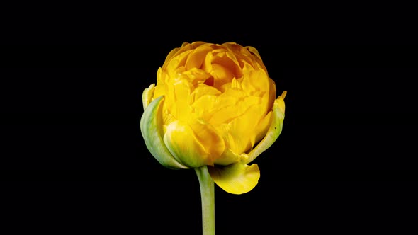 Yellow Flower of Peony Tulip Blooming in Spring on a Black Background Close Up