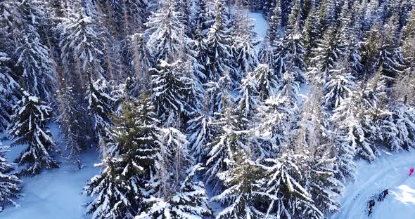 Winter Forest High in the Mountains