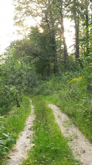 Vertical Video of Beautiful Green Forest By Day