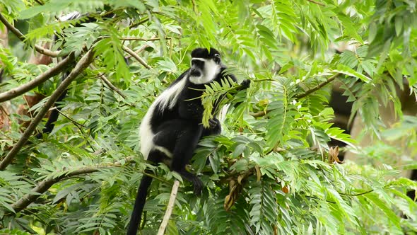 Black And White Colobus Feeding