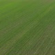 Ascending over organic common wheat crop 4K drone footage - VideoHive Item for Sale