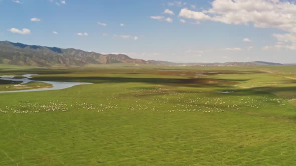 Bayinbuluke grassland and black head sheep