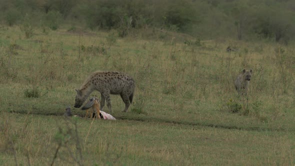 Hyenas near a hungry jackal