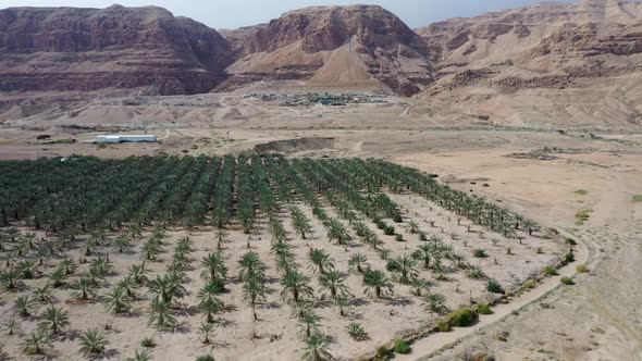 Fly over palm orchard in the Israeli desert, red mountains background, drone shot