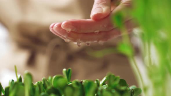 Woman Urban Farmer Watering Sunflower Sprouts. Microgreens. Manual Watering Of Young Plants