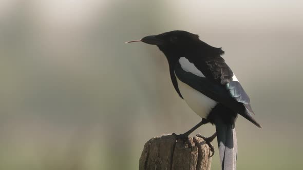 Bird, Magpie eating a mouse, perched on a fence post.