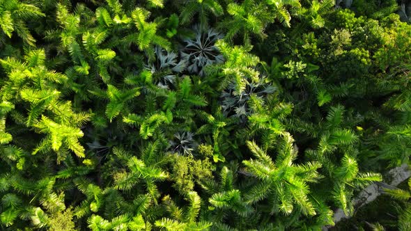 Camera facing down many palm threes seen from an aerial view, tropical vibes, texture, nature