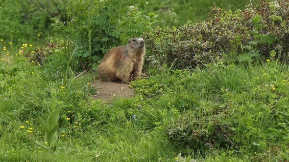 Alpine marmot also called murmeltier in the Alps of Austria keeps an eye on his environment.