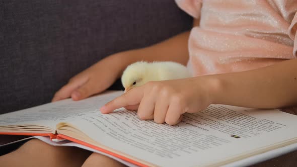 Closeup of Little Girl is Reading Book to Chicken