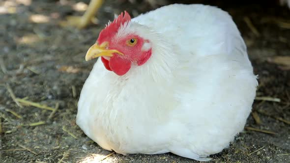 White chicken, chiken sitting in green grass, big chicken,chicken is an egg.