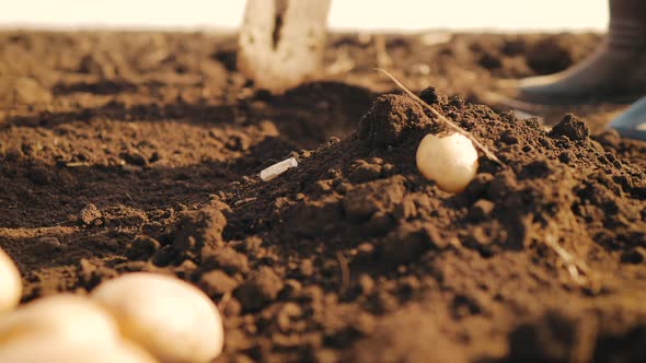 Senior Man Harvesting Potato in the Vegetable Garden