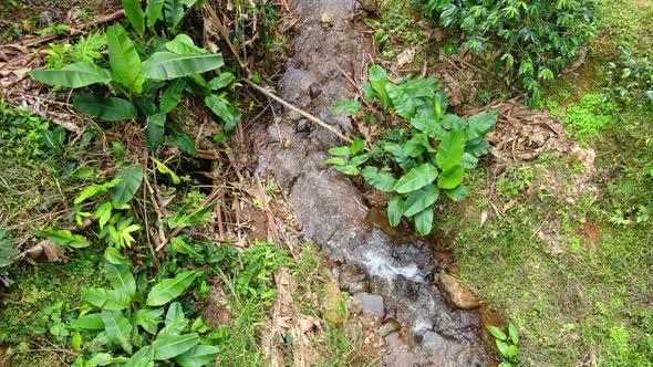 Small river passing in the middle of the coffee plantations