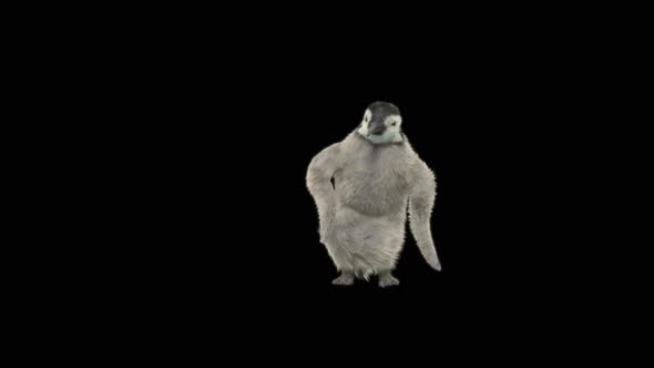 73 Penguin Dancing HD