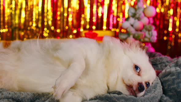 Cute Dog Resting in New Year's Atmosphere