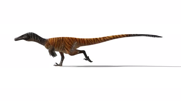 Dinasour Speed Walking