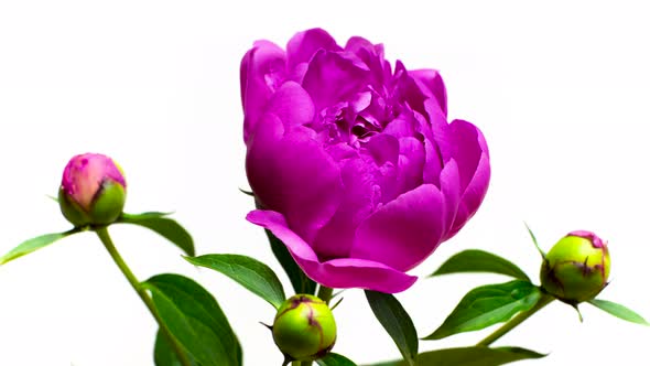 Time Lapse of Pink Elegant Blooming Peony Flowers Isolated on White Background