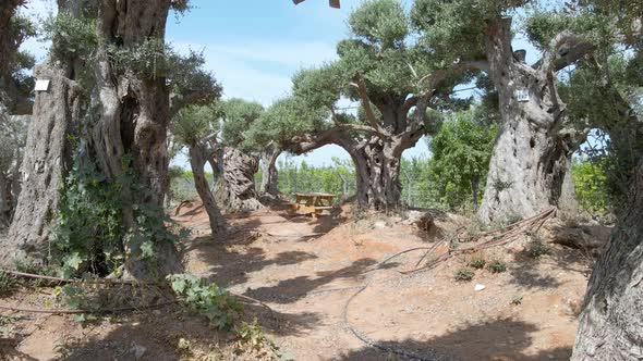 Drone Shot of Olives Trees At Southern District Settlements Sdot Negev, Israel