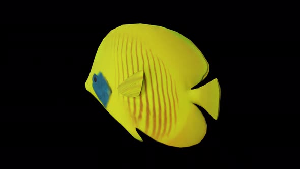 Pocket Butterfly Fish View From Back Side