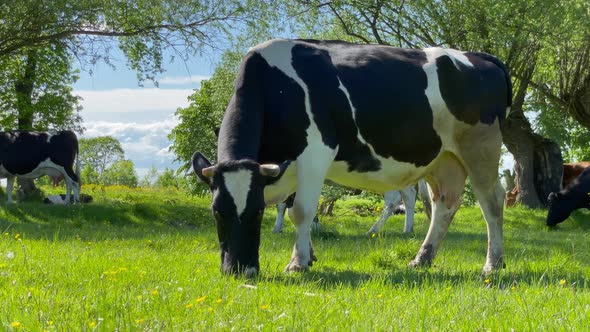 Slow Motion Amazing Milk Cows on the Beautiful Meadow