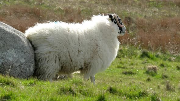 Blackface Sheep Having a Rub in County Donegal  Ireland