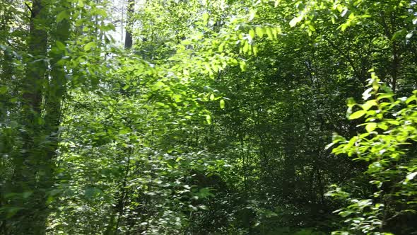 Beautiful Green Forest on a Summer Day Slow Motion