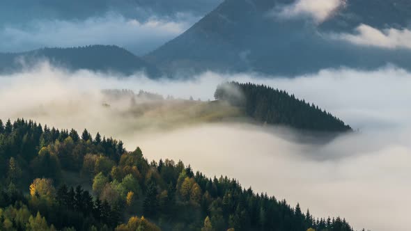 Foggy Forest