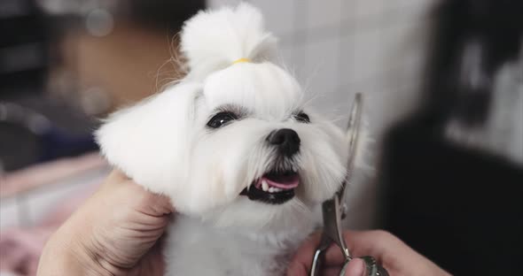 Maltese Lapdog Grooming. Haircut in the Salon for Animals