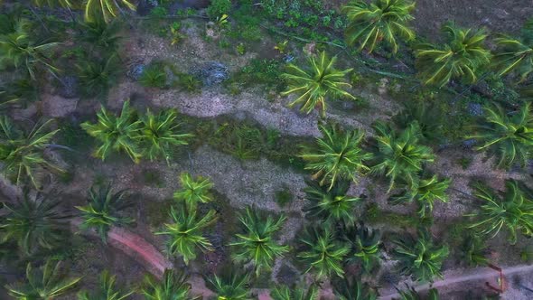 Tropical Palm Treetops On The Rural Town At South Goa India