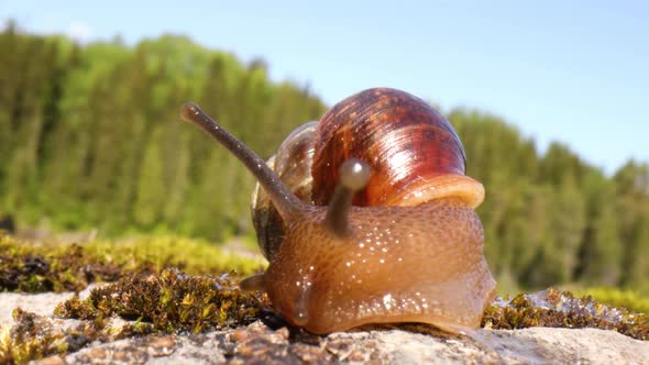 Snail Slowly Creeping Macro Close-up