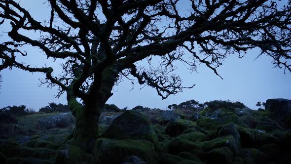 Ancient Tree On Windswept Mountainside