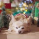 cute chihuahua dog happiness enjoy vacation holidays moment smile and joyful - VideoHive Item for Sale