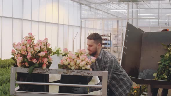 Male Gardener Working in Greenhouse