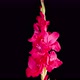 Time Lapse of Opening Red Gladiolus Flower - VideoHive Item for Sale