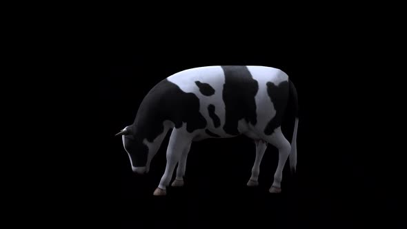 Cow Eat From View Side alt