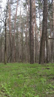 Vertical Video of Beautiful Forest Landscape Aerial View