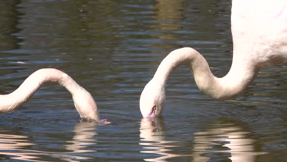 Flamingos (Phoenicopteriformes) in the wild on the water. 