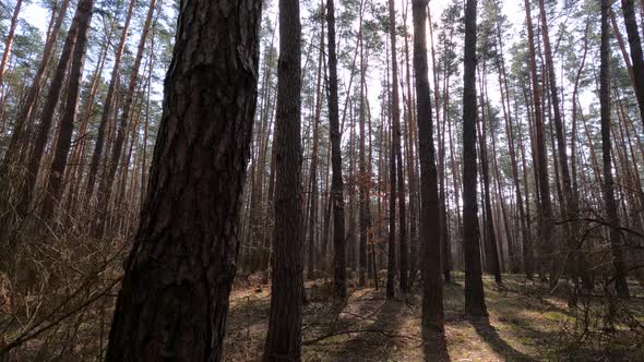 Forest with Pines with High Trunks During the Day