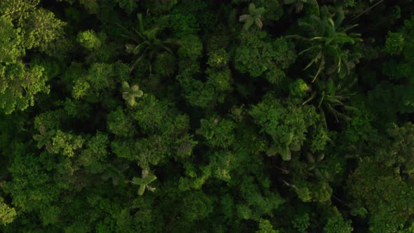 Aerial top view of a tropical forest canopy showing the tree crowns