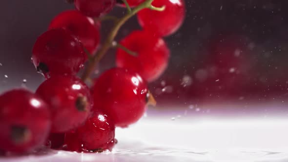 Closeup View of Falling Red Currant Berries on White Plate