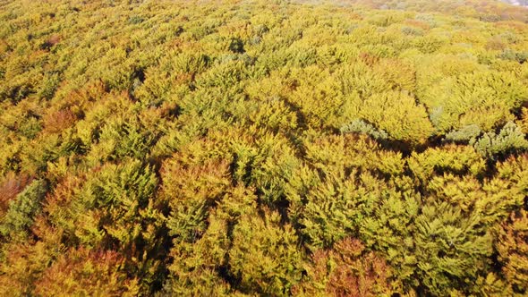 Aerial top view on autumn european forest